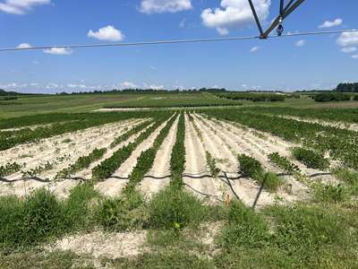 Broad photo of a soybean field showing strips of poor stand