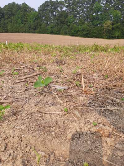 Photo of soybean field showing uneven stand