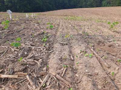 Broad photo of soybean field showing uneven stand