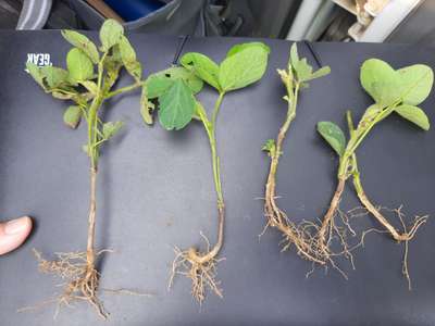 Up-close photo showing multiple soybean plants with browning
