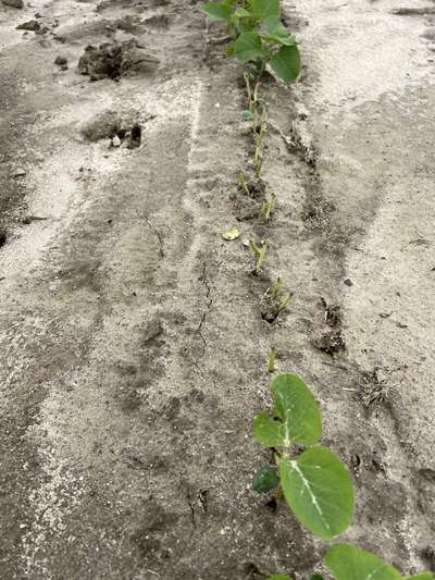 Photo showing multiple seedlings being bitten off by geese.
