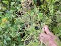 Up-close photo of soybean leaves with major defoliation