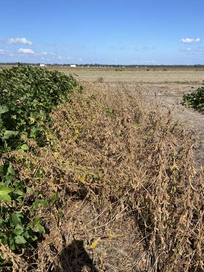 Broad photo of multiple soybean plants tangled and falling into each other