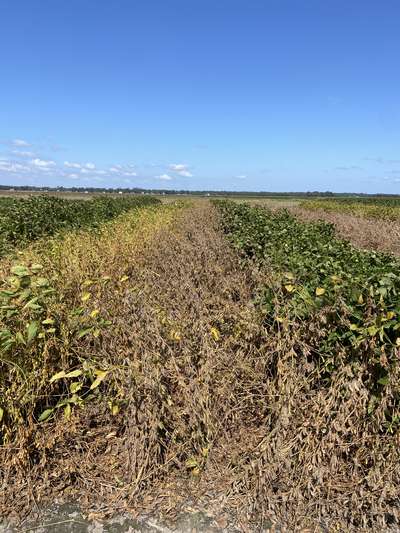 Broad photo of multiple soybean plants tangled and falling into each other