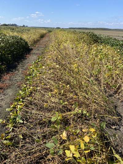 Broad photo of multiple soybean plants laid to the ground due to intense wind