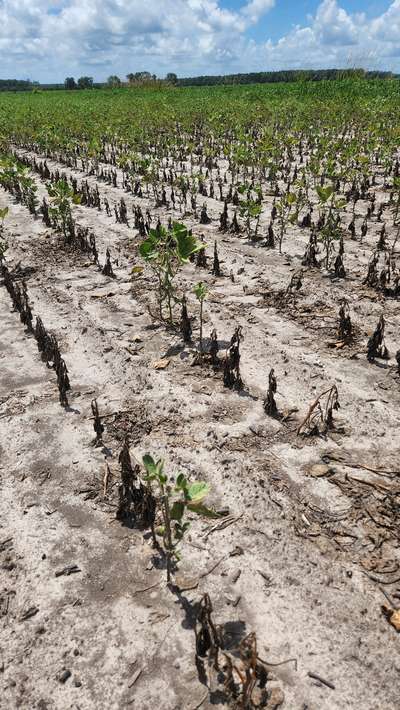 Broad photo of multiple soybean plants that are wilted and dead