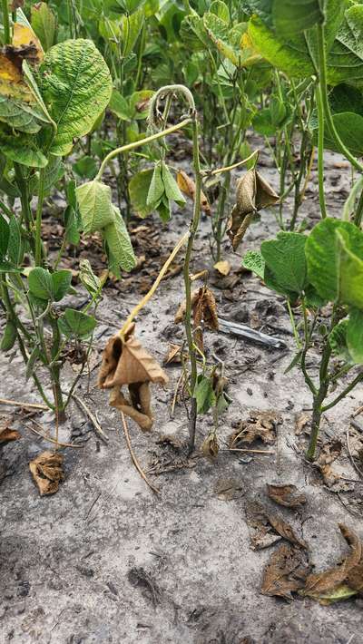 Up-close photo of a soybean plant that is wilted and discolored