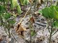 Up-close photo of a soybean plant that is wilted and discolored