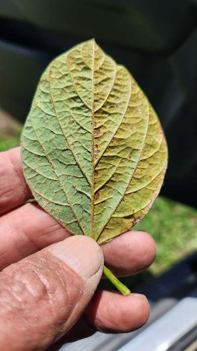 Up-close photo of a soybean leaf that shows yellow discoloration