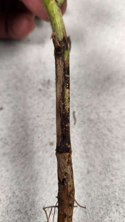 Up-close photo of a soybean root with brown discoloration