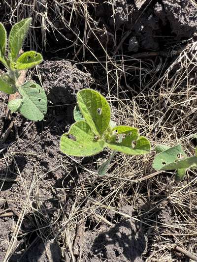 Up-close photo of soybean plant with round holes present on leaves and a bean leaf beetle located on one of the leaves.