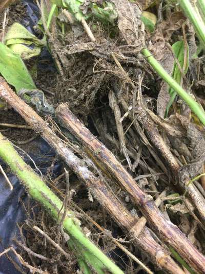 Up-close photo of multiple soybean stems with brown discoloration