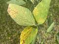 Up-close photo of soybean leaves with yellow discoloration and necrotic lesions