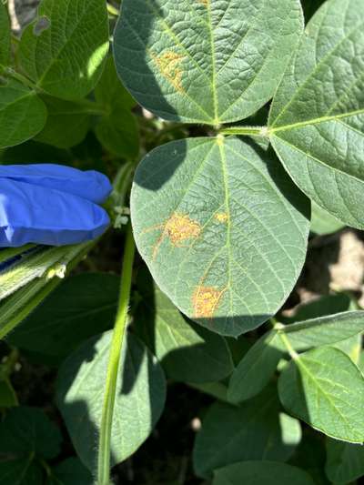 Up-close photo of soybean leaves with yellow blotches