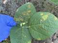 Up-close photo of soybean leaves with yellow blotches