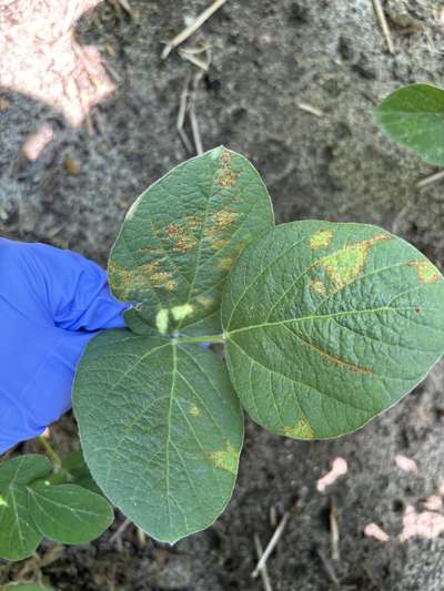 Up-close photo of soybean leaves with yellow blotches