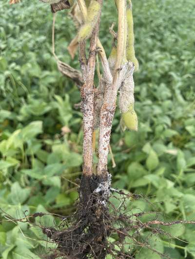 Up-close photo of a soybean stem and roots with white growth