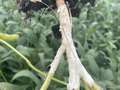 Up-close photo of a soybean stem and roots with white growth