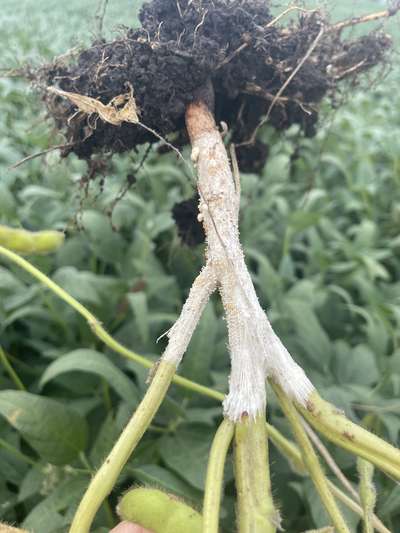 Up-close photo of a soybean stem and roots with white growth