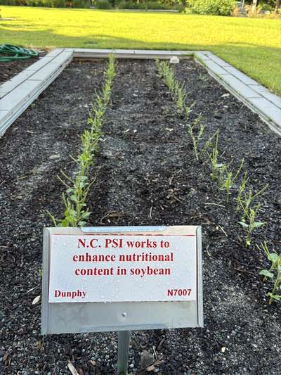 Broad photo of multiple soybean plants with eaten stems and leaves.