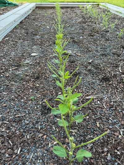 Up-close photo of multiple soybean plants with eaten stems and leaves.