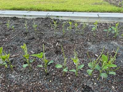 Up-close photo of multiple soybean plants with eaten stems and leaves.