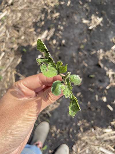 Up-close photo of a soybean plant with damaged leaves.