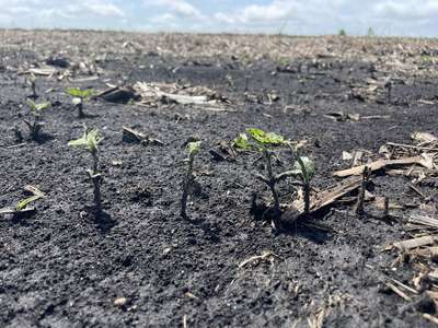 Up-close photo of multiple soybean plants with damaged leaves and stems.
