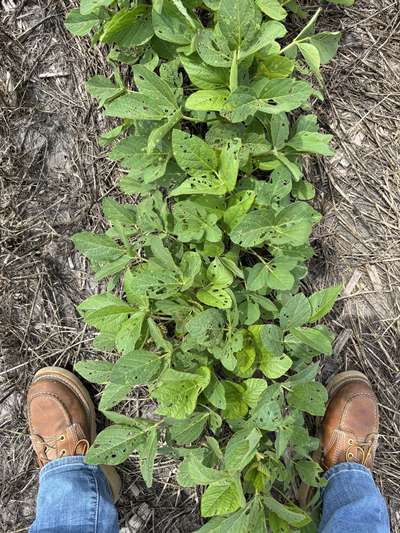 Photo showing multiple soybean plants with round holes and defoliation on leaves.