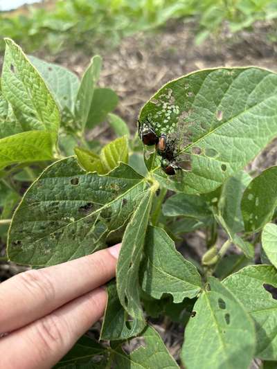Up-close photo of a soybean plant with multiple Japanese beetles present.