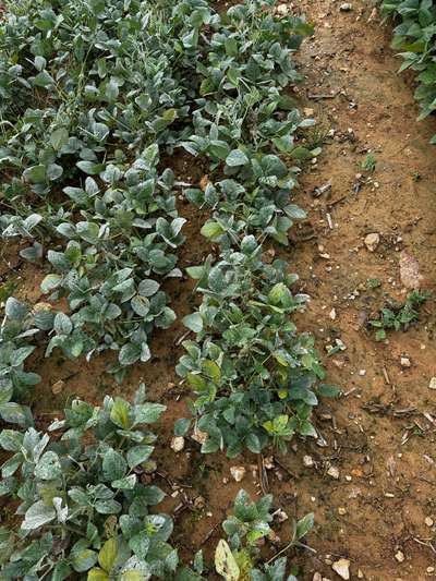 Broad photo of soybean leaves with white powdery coating present