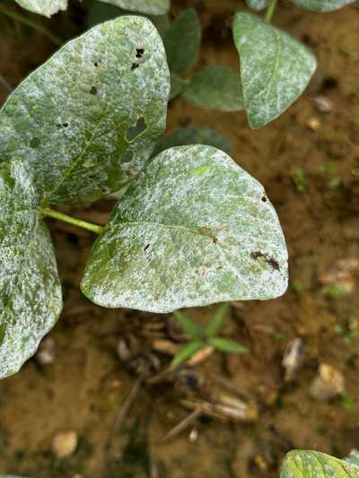 Up-close photo of soybean leaves with white powdery coating present