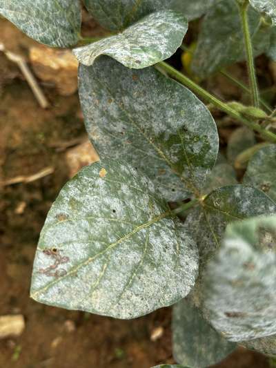 Up-close photo of soybean leaves with white powdery coating present