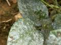 Up-close photo of soybean leaves with white powdery coating present