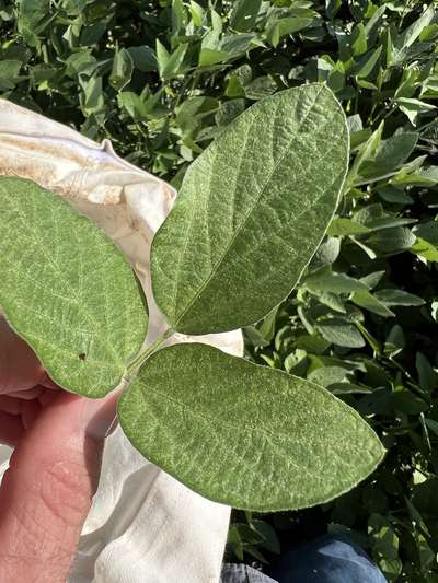 Up-close photo of spider mite injury on soybean leaves.