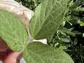 Up-close photo of spider mite injury on soybean leaves.