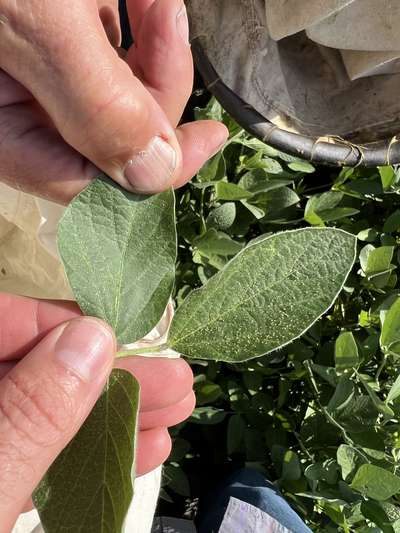 Up-close photo of spider mite injury on soybean leaves.