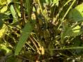 Up-close photo of a soybean plant with fungus covered kudzu bugs present