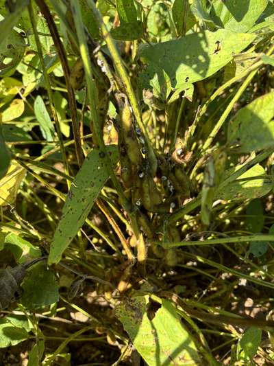 Up-close photo of a soybean plant with fungus covered kudzu bugs present