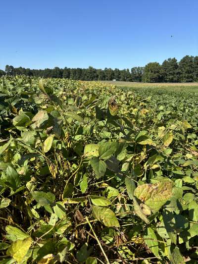 Broad photo of multiple soybean plants with kudzu bugs present