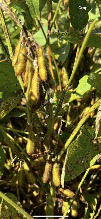 Up-close photo of a soybean plant with fungus covered kudzu bugs present