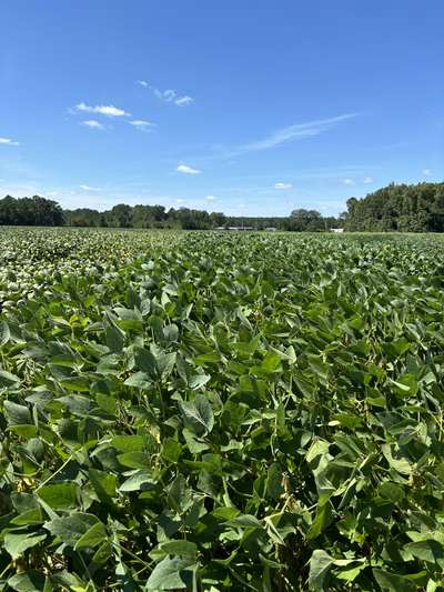 Broad photo of the soybeans the soil crust is affecting