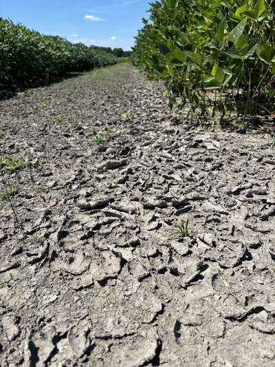 Up-close photo of the soil crusting due to rain