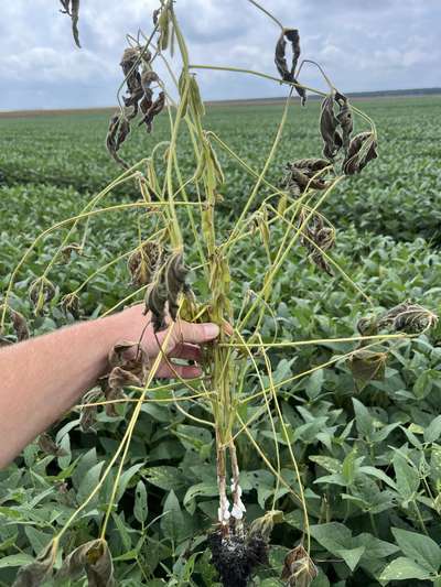 Broad photo of two whole soybean plants showing wilting, discoloration, and white hyphae