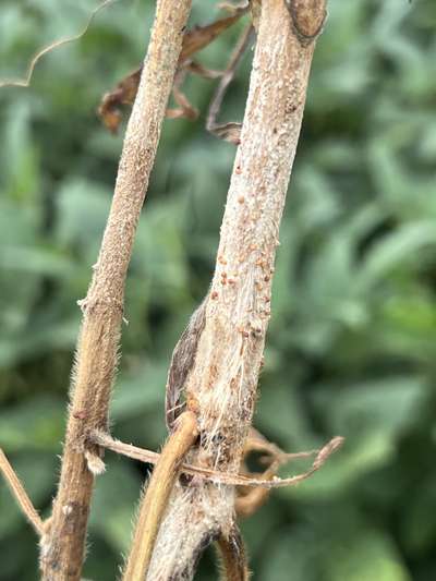Up-close photo of soybean stem showing light brown lesions
