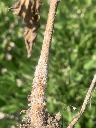 Up-close photo of soybean root showing white mated growth and red discoloration