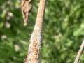 Up-close photo of soybean root showing white mated growth and red discoloration