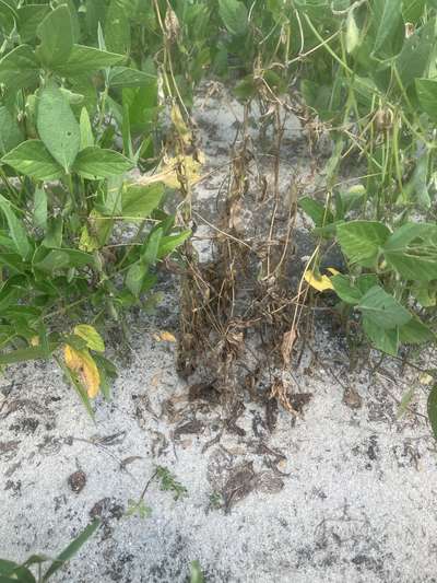 Up-close photo of multiple soybeans that are wilted and necrotic next to healthy plants