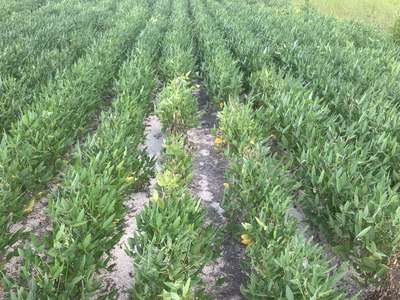 Broad photo of multiple soybeans showing yellowing in leaves