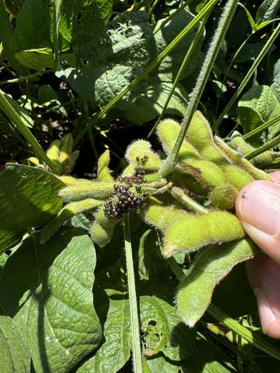 Up-close photo of a cluster of green stink bug nymphs